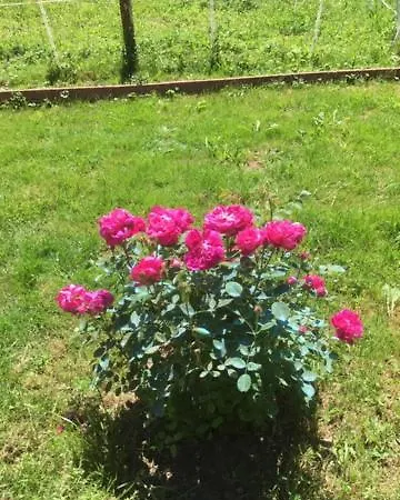 Les D'agath'anes Landsted *